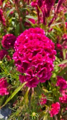 Cockscomb flowers in full bloom in the flower garden