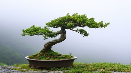 Serene Bonsai Tree in Misty Landscape