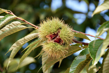 가을 햇살 받으며 벌어지는 밤송이