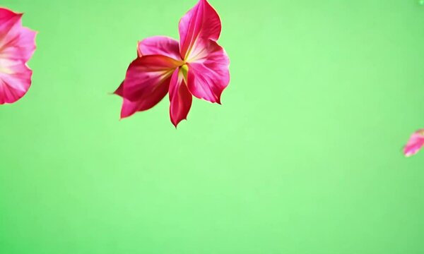 Bougainvillea flowers softly floating down, with petals gliding and spinning slowly in the wind, set on a green screen background