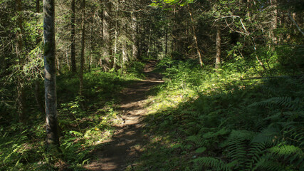 Obraz premium Forest Path In Summer