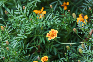Golden French marigolds found on a country road. Tagetes patula