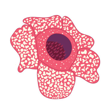 Red blossom Rafflesia Arnoldy flower isolated white background illustration.