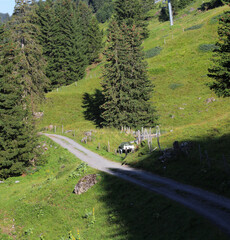 Country Road In Summer
