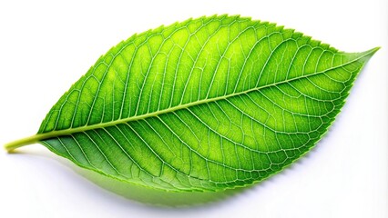 Obraz premium Low angle green leaves on white background providing fresh, clean contrast perfect for natural theme