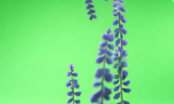 Bright purple lavender flowers drifting down, against a green screen background.