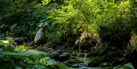 Shore of A Small Mountain Creek