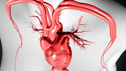 human body heart artery, veins and nerves anatomy. 3d illustration