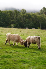 Obraz premium highland cow in a field