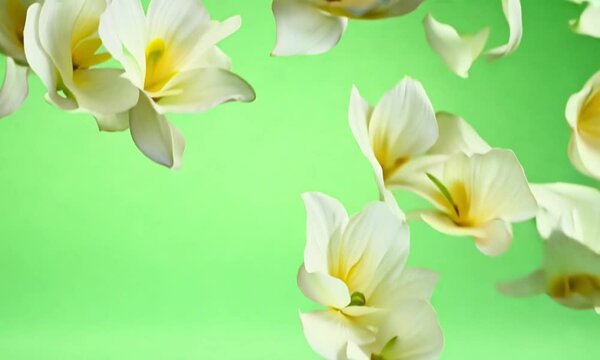 A slow-motion scene of white lily petals falling and scattering in the wind, floating gently as they descend, on a green screen background