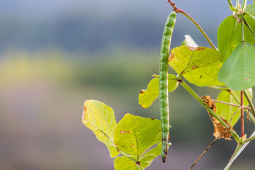Cowpeas found in a rural field. Vigna unguiculata