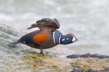 Harlequin Duck