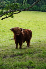 highland cows