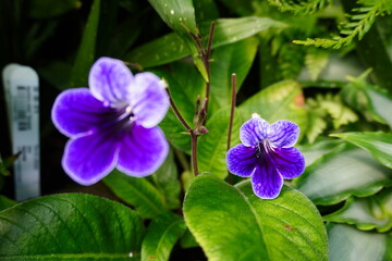 Glasgow Botanic Gardens