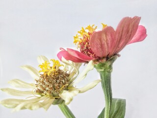 red and white dahlia isolated in white