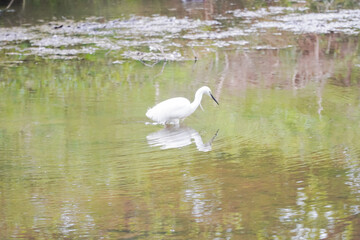 Stork in Bradgate Park in the United Kingdom during the winter.