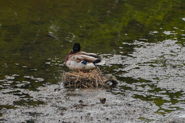 Ducks in the water in Bradgate Park in the UK, during the winter.