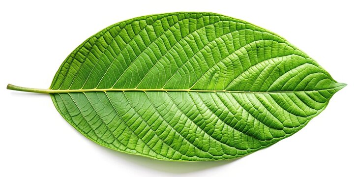 Silhouette of kratom leaf isolated on white background