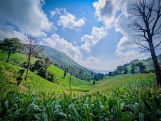 the atmosphere of the green field with dramatic tone
