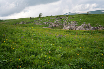 View of the alpine meadows of the Lago-Naki plateau in the mountains of the Western Caucasus on a sunny summer day, Caucasian Reserve, Republic of Adygea, Russia
