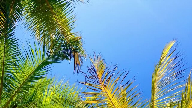 Coconut trees against a clear blue sky. High quality 4k footage. Palm tree and beautiful blue sky as background. Travel. Holiday. Vacation. Low angle view of coconut trees on beach is waving by wind.