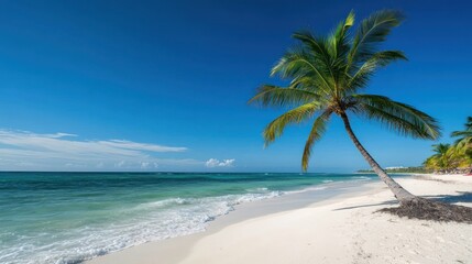 Fototapeta premium A serene beach scene with a palm tree under a clear blue sky and gentle waves.