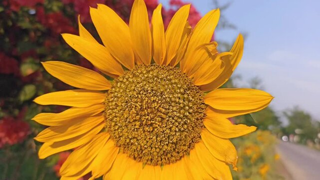 Yellow sunflowers blooming in field.A sunflower, known as bunga matahari in Indonesian, is a large, bright yellow flower that is easily recognisable by its tall stem and large, round face.