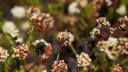 bee and flowers in the forest