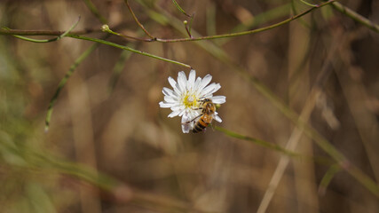 white wild flower and bee