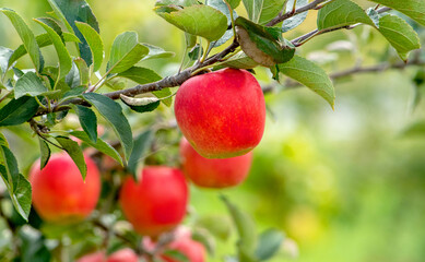 close up of apples  growing on a branch in a apple orchard