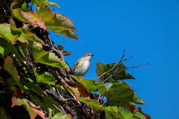A beautifully colored bird is perched gracefully among the lush, vibrant green leaves under a clear blue sky
