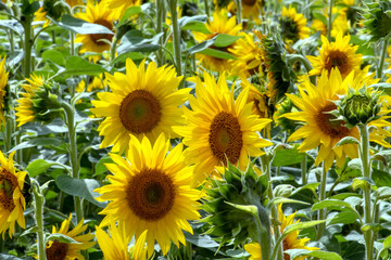 Close up of golden sunflowers blooming in a sunflower field