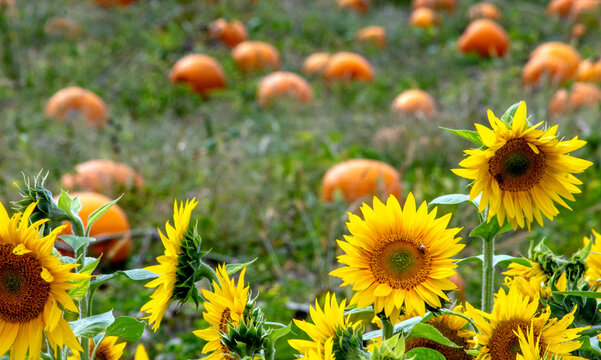 field of pumpkins with sunflowers on a fall day in Michigan USA