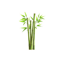 Obraz premium A bunch of bamboo with leaves, vector illustration on a white background