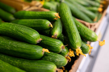 A pile of green fresh cucumbers on the supermarket counter