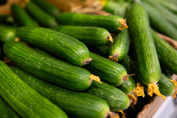 A bunch of green fresh cucumbers on the supermarket counter