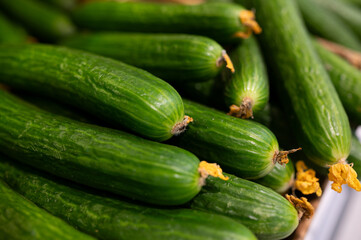 A pile of green fresh cucumbers on the supermarket counter