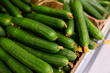A bunch of green fresh cucumbers on the supermarket counter
