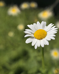 Fototapeta premium Shasta Daisy, Floral Beauty, Garden Flowers, Perennial Plants, White Blooms, Yellow Center, Flower Arrangement, Summer Garden, Nature Aesthetics, Bright Blooms, Cut Flowers, Flowering Plants, Botanica