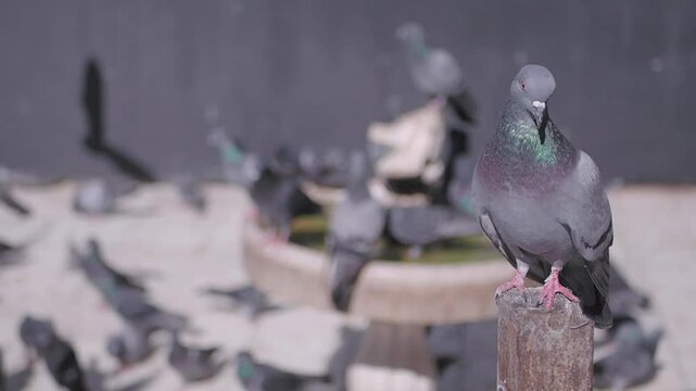 A group of pigeons can be seen gathering around a water fountain situated in an urban environment