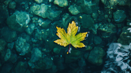 Fallen Leaf on Calm Lake clear water