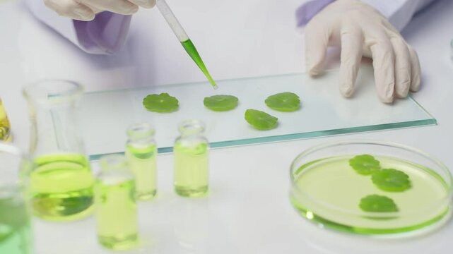 Centella experiment footage was shot from close up high angle view, scientist using pipette to drop green essence into centella asiatica leaf, which placed on a glass surface