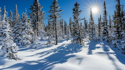 Fototapeta premium A snow-covered forest with tall evergreen trees under a bright blue sky and shining sun.