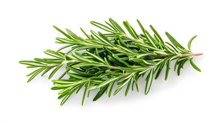 Fototapeta premium Rosemary isolated on white background. 