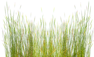 Herbes sur fond blanc 