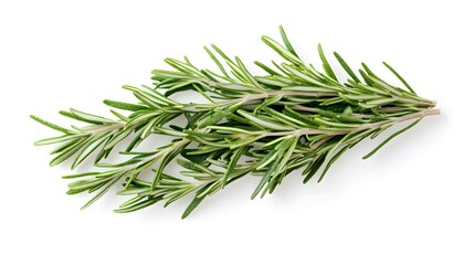 Fototapeta premium Rosemary isolated on white background. 