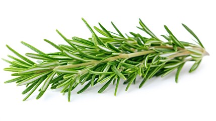 Fototapeta premium Rosemary isolated on white background. 