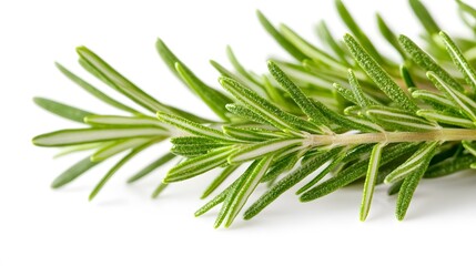 Fototapeta premium Rosemary isolated on white background. 