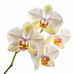 orchid features delicate petals with a soft, creamy white color and subtle pink or yellow accents, showcasing elegance and purity.