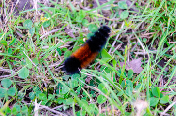 banded woollybear.Pyrrharctia isabella